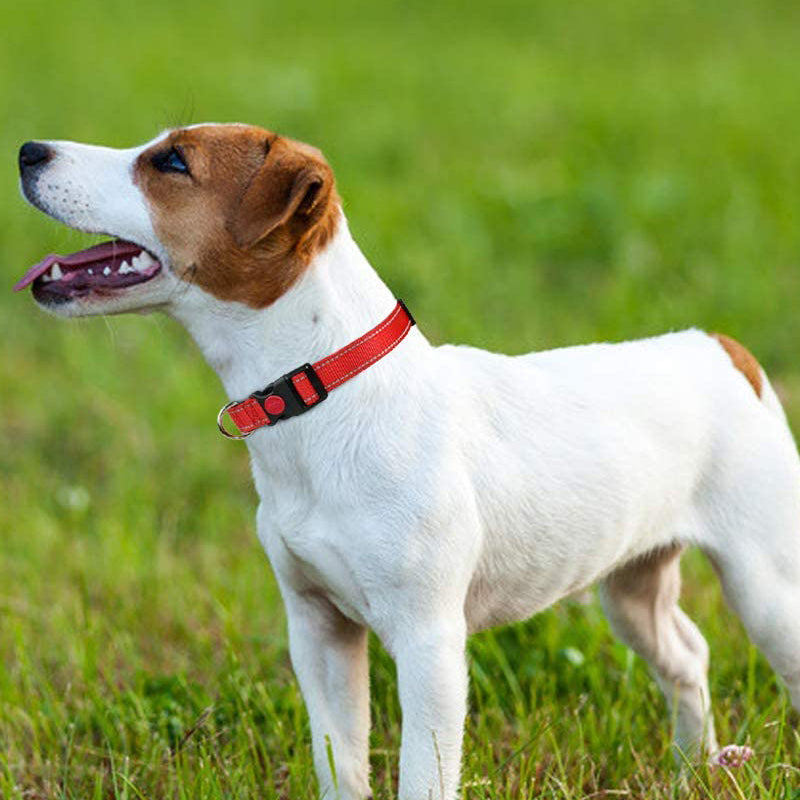 Reflective Dog Collar with Safety Locking Buckle