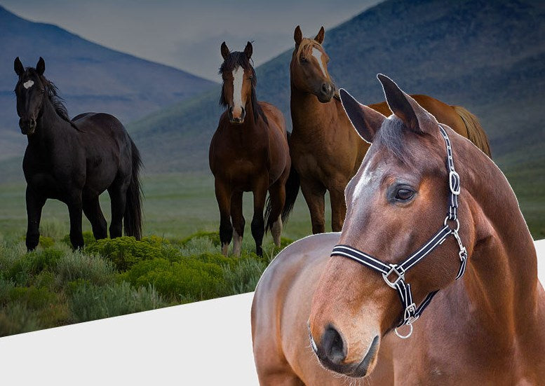 Taglory Heavy-duty Breakaway Original Adjustable Chin and Throat Snap Horse Halter