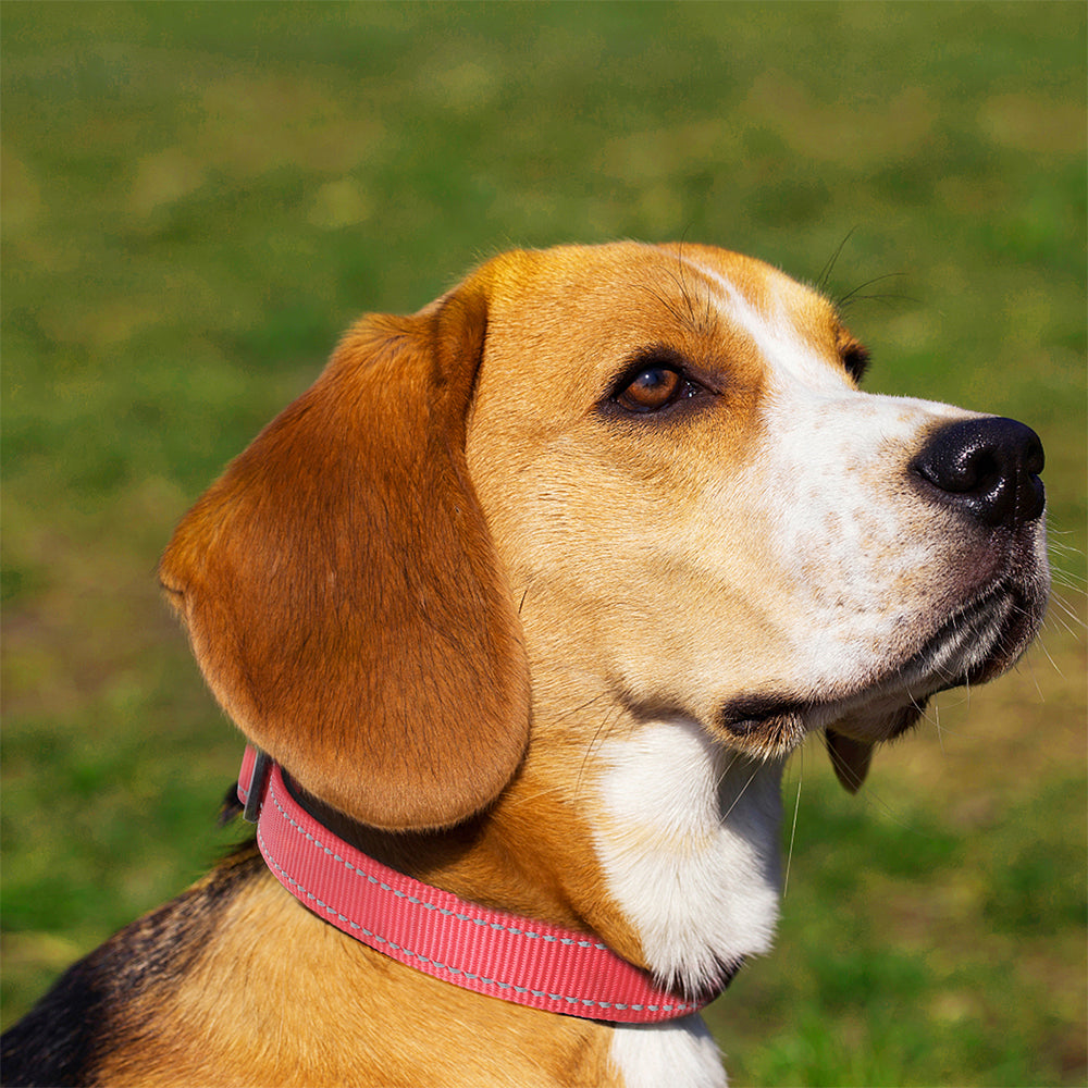 Taglory Reflective Nylon Dog Collar