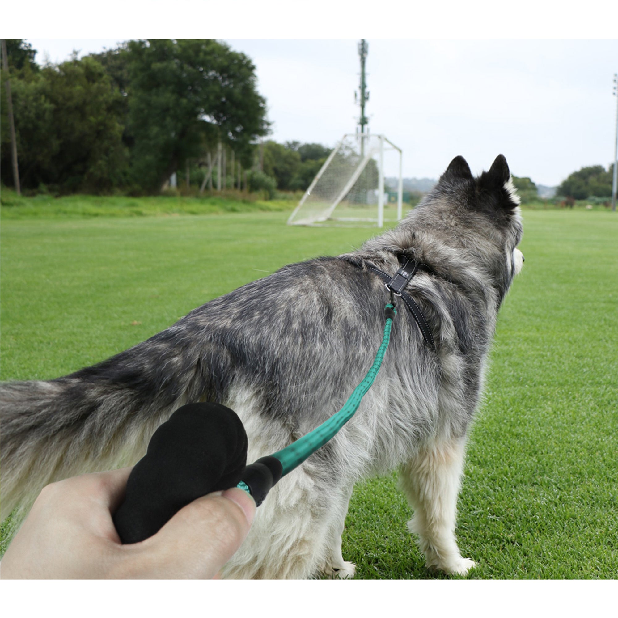 Padded Handle Highly Reflective Threads Dog Leash--Turquoise