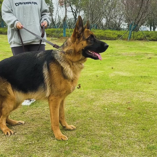 Leather Braided Dog Leash