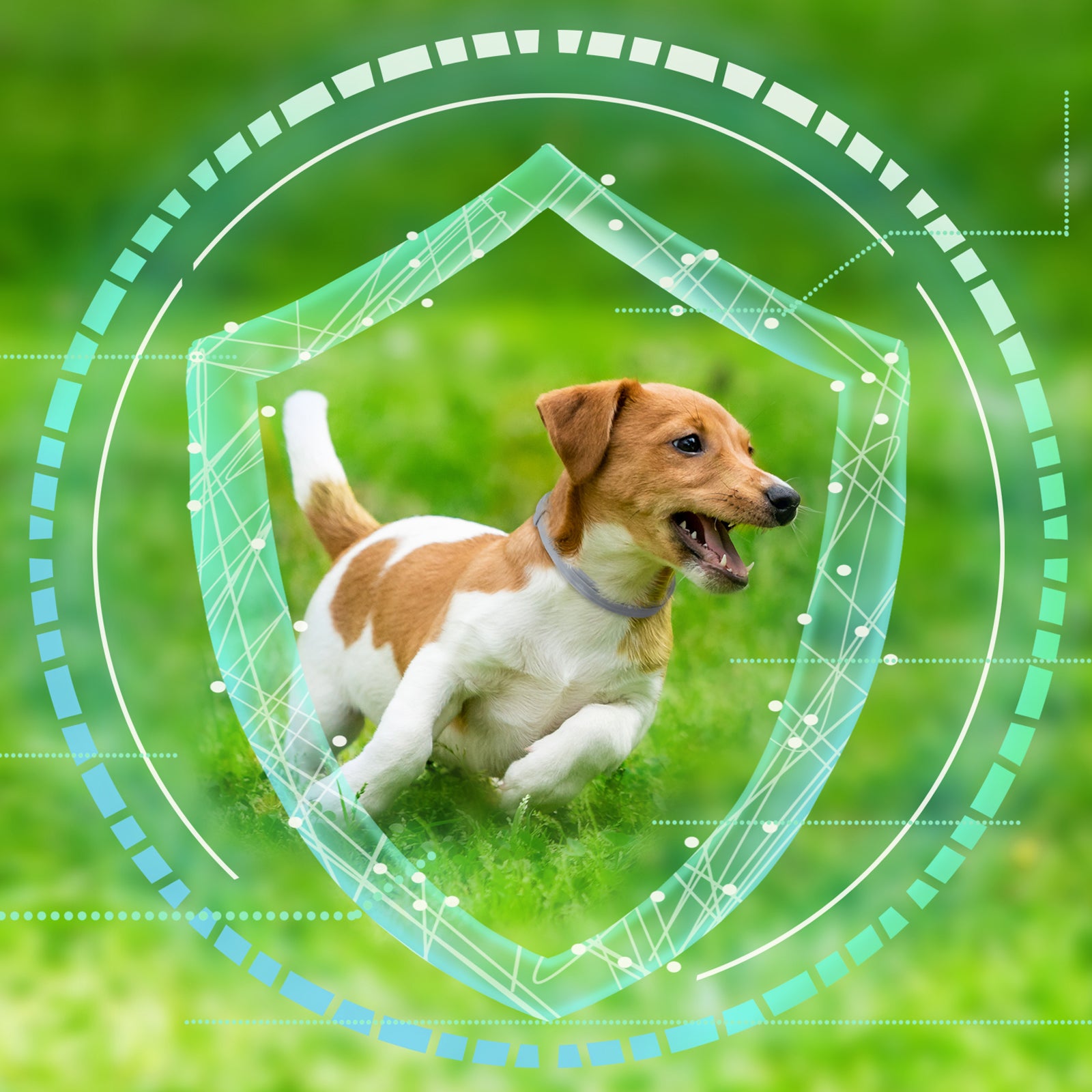 Pawject X flea and tick collar for dogs/cats, Anti Tick Mite Flea Collar For Small & Large Pets